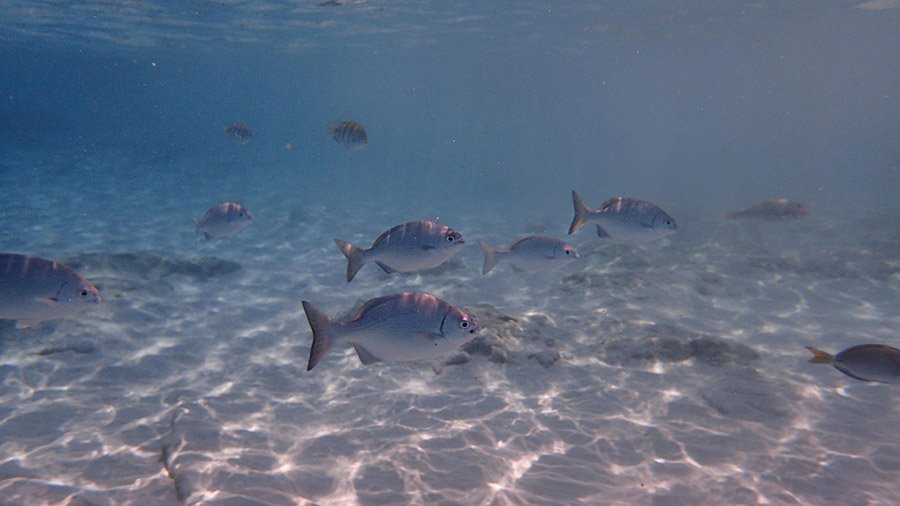 Fish in Cozumel