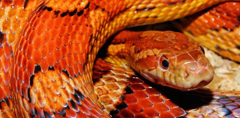 10 Non-Venomous Snakes in India: Learn to Recognize Them