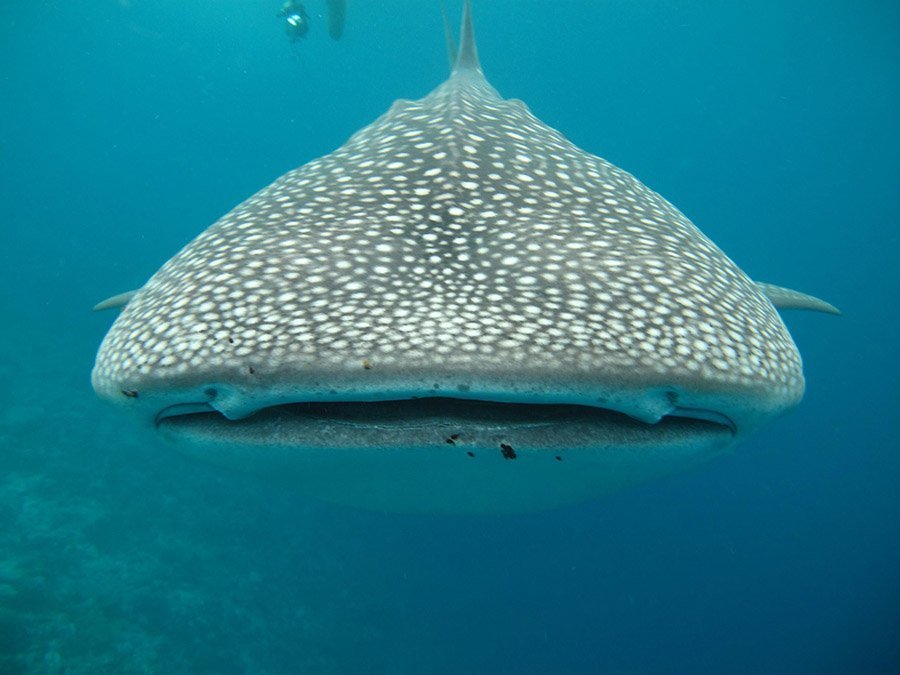 whale shark snorkeling