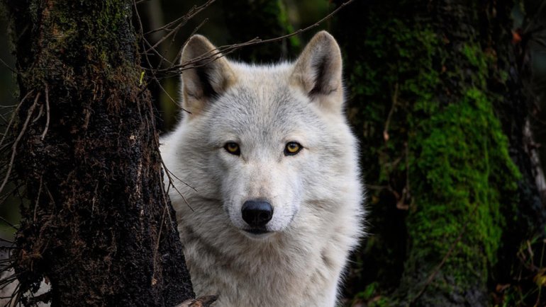 Are wolves colorblind