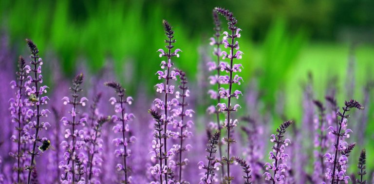 Peaceful and Stimulating Garden Outings for Aging Adults