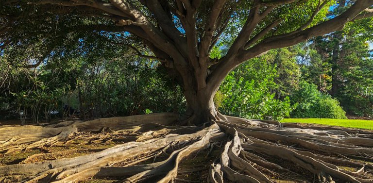 Famous Trees of the World: Nature’s Landmarks Worth Traveling For