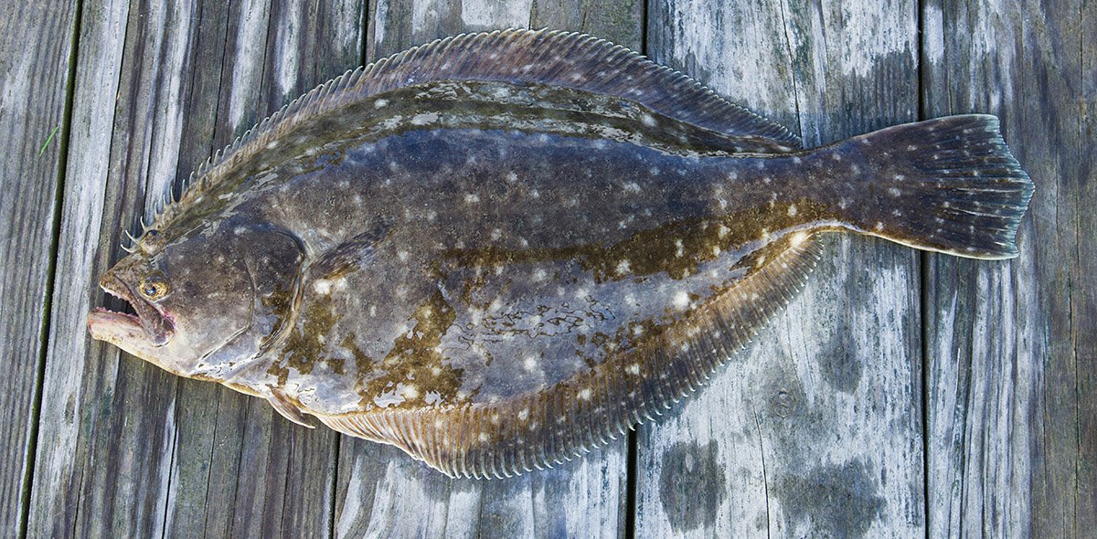 Step-by-Step Guide to Your First Halibut Fishing Trip