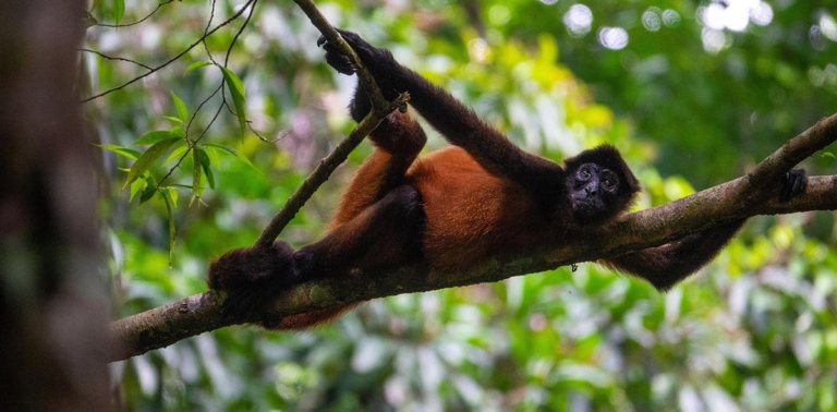 The Best Destinations for Wildlife Enthusiasts