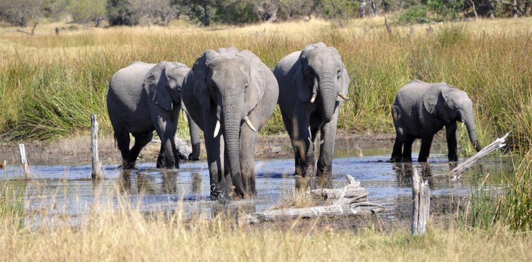 The Ultimate Botswana Bucket List 10 Things to Do in the Heart of Africa