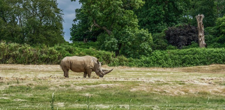 Conservation Levies From Safaris: Funding Anti-Poaching and Repeat Dehorning Initiatives