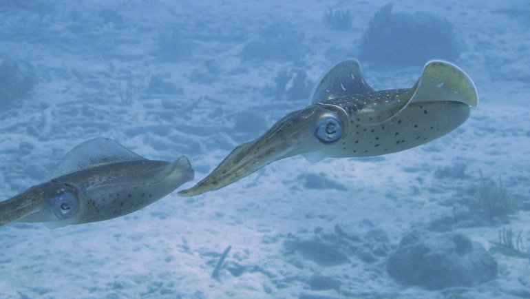 Animals with multiple hearts - Hero