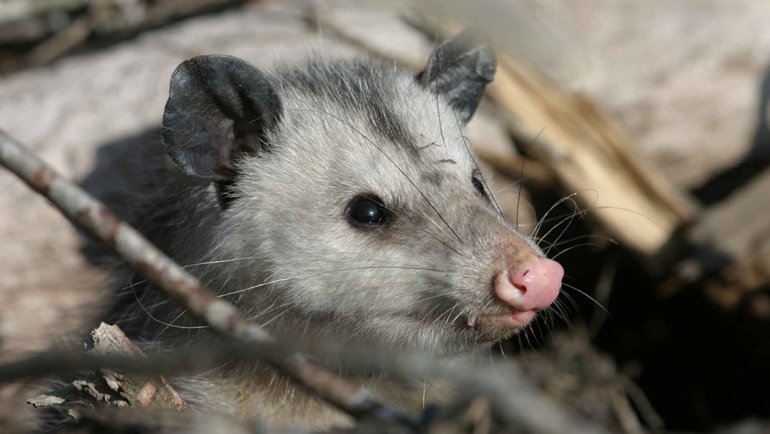 Animals with pink noses - Hero