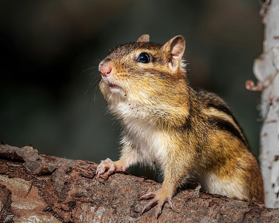 Animals with pink noses - Chipmunk