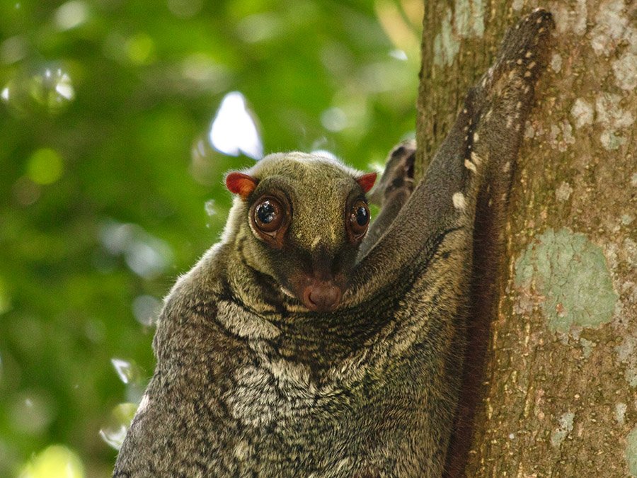 Animals with pink noses - Colugo