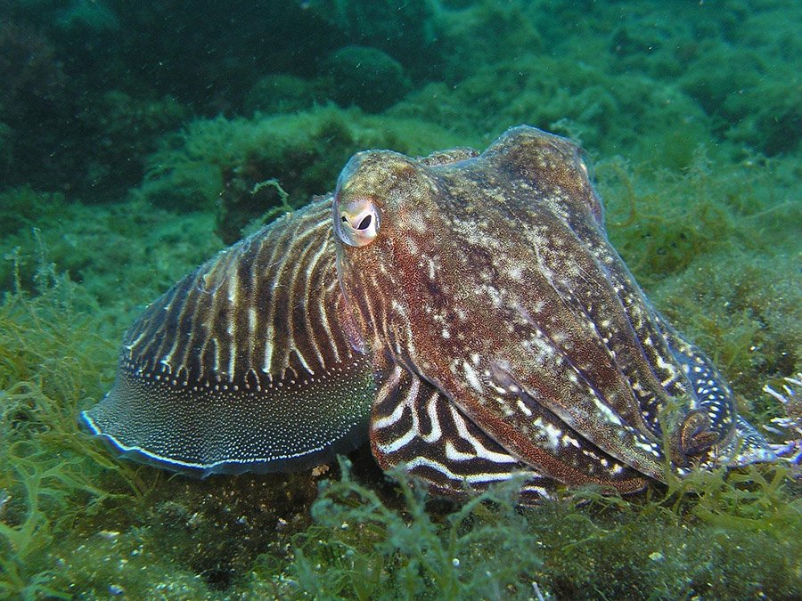 Animals with multiple hearts - Cuttlefish