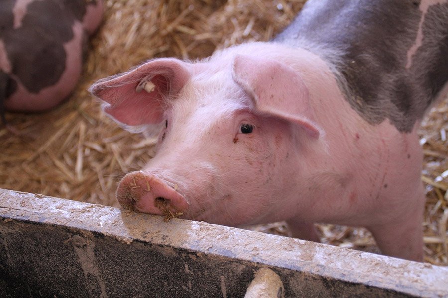 Animals with pink noses - Domestic pig
