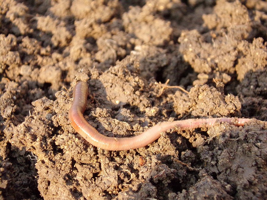 Animals with multiple hearts - Earthworm