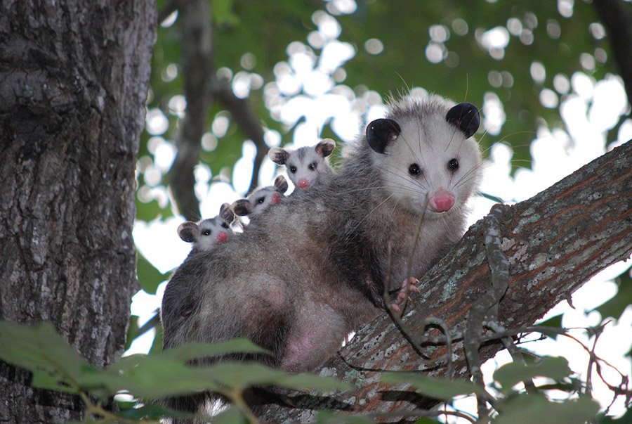 Animals with pink noses - Opossum