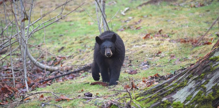 Black Bear Encounters: Safety Guide for Hiking in the Smokies