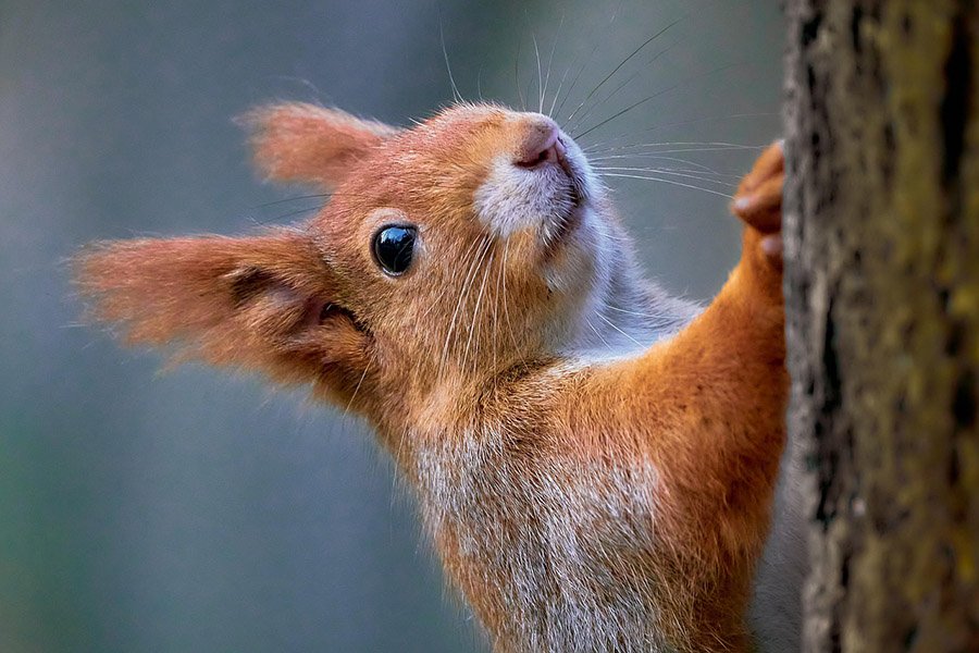 Red squirrel with pink nose