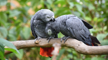CAR national bird