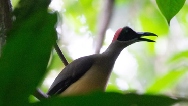 Cameroon National Bird