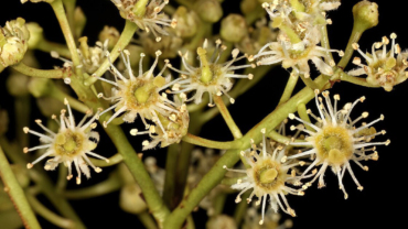 Cameroon National Flower