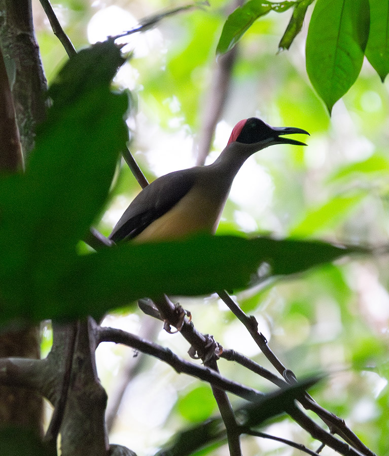 Grey-necked Rockfowl