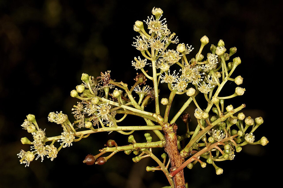 Prunus africana