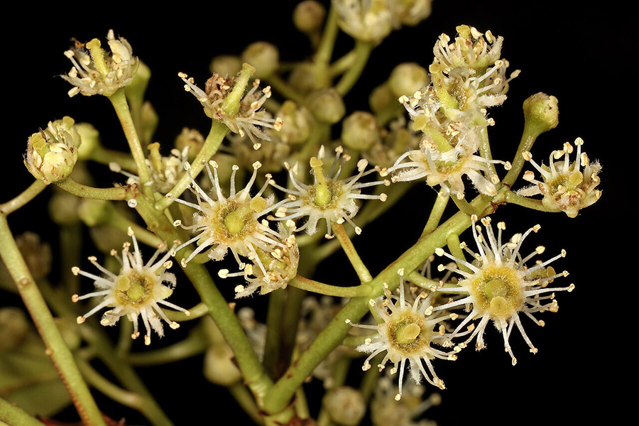 Prunus africana